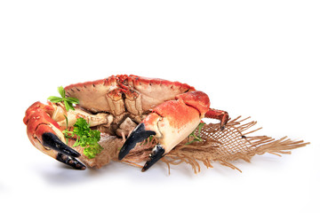crabe sur fond blanc