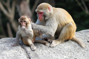 Macaque Man