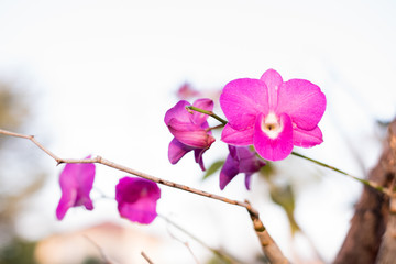 Beautiful orchid flower natural background, copy space.