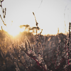 como si de escarcha se tratara.