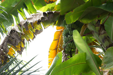 The Green of Bananas