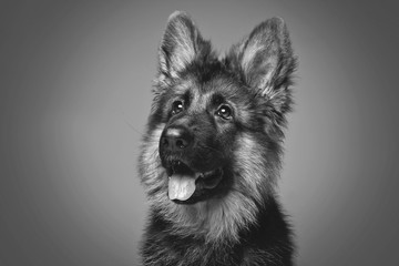 beautiful german shepard puppy