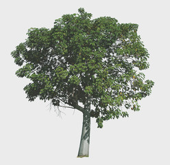 Isolated big round tree - 187173932