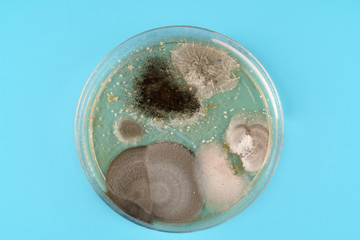  growth of microorganisms in a Petri dish, Bacteria, yeast and mold growing on an agar plate.