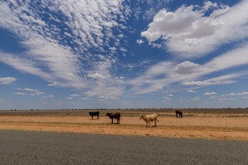Obraz premium Roadside Cattle