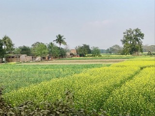 Fototapeta na wymiar A beautiful natural scenery with agricultural field, trees, plants and a village in a rural India. It’s a very nice nature landscape of the countryside 