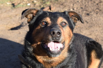 Dog in the Village