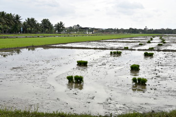 Santiago City Sightseeing, Road and city view, Rice Fields,Philippines.