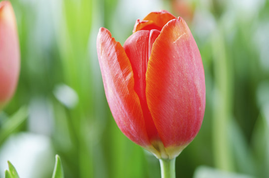 Flower tulips background. Beautiful view of tulips