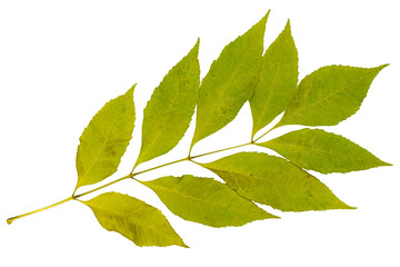 Fototapeta premium dry green leaves on a branch of a tree