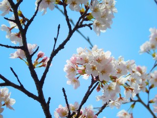 Obraz premium 桜と青空