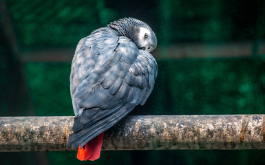 african grey macaw