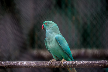 parakeet