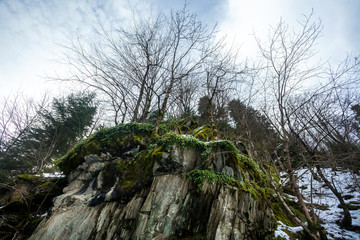 Trees on a rock against a sky background winter time