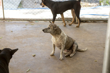 Thai dog  in the garden