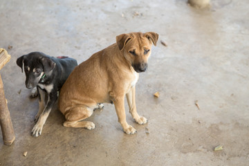 Thai dog  in the garden