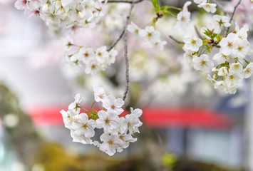 春が来た