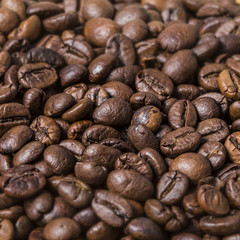 Many roast brown coffee grains texture close up on an abstract background