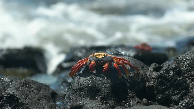 sally lightfoot crab with waves on the shore at santa cruz in the galapagos islands, ecuador