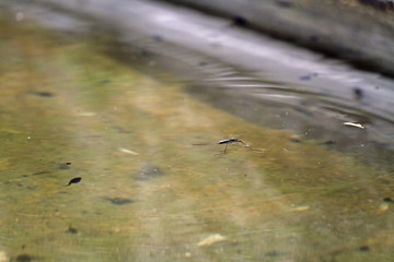 Teichläufer