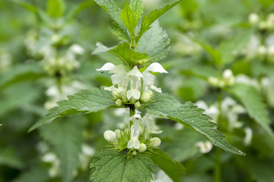 Lamium album white flower in bloom