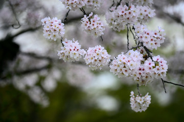 Fototapeta premium 満開の桜