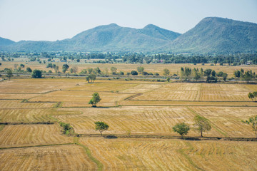 Rice Farm field in Karnjanaburi Thailand