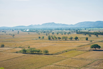 Fototapeta na wymiar Rice Farm field in Karnjanaburi Thailand