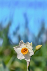 水仙の花　