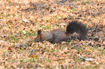 Squirrel looking for food on the ground in the spring after a long winter
