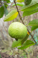 Guava fruit
