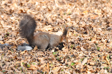 Naklejka na ściany i meble Squirrel looking for food on the ground in the spring after a long winter