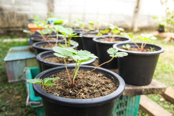 Strawberry seedlings on soil in plastic pot.