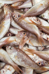 Fresh sea fish in a market
