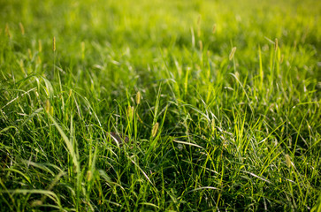 Grass Background