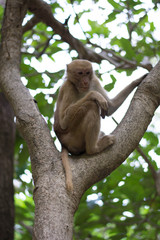 Monkey bathing in a natural water fall hot spring