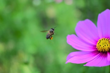 Bee and flower