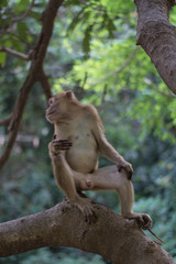 Monkey bathing in a natural water fall hot spring