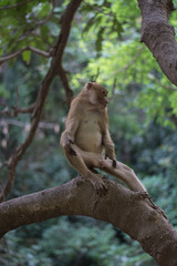 Monkey bathing in a natural water fall hot spring