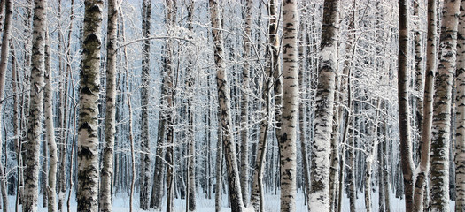 Winter wood.