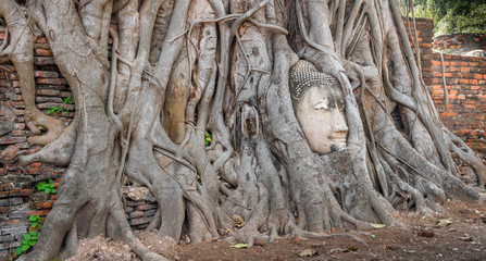 Sandstone Buddha face entwined in tree roots at ruins in Thailand
