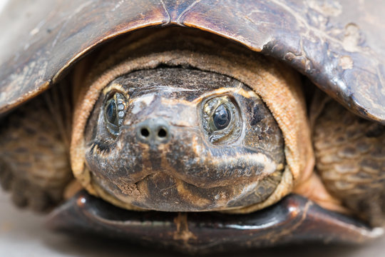 Close up shot of Malayemys Face. 
Malayemys is a genus of turtle. 