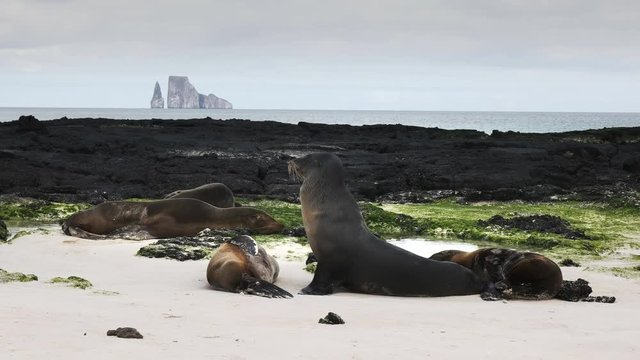 sea lions rest on cerro brujo beach on isla san cristobal, with kicker rock in the distance, in the galapagos islands, ecuador