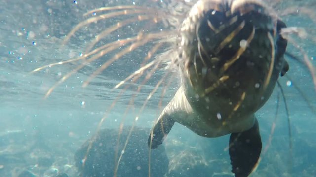 underwater close up of a curious young sea lion at isla south plazas in the galapagos islands, ecuador