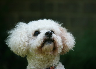 Cute white family pet Bichon Frise with adoring look and white curly fur