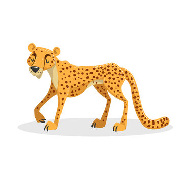 Cartoon trendy design african big cat cheetah. Wildlife and zoo vector illustration.