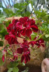 Burgundy flower in the garden 