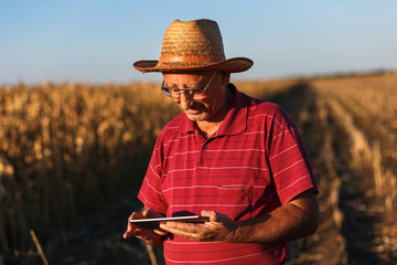 Senior farmer standing in corn field with tablet and examining crop before harvesting.