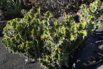jardin de cactus, Lanzarote