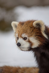 レッサーパンダ